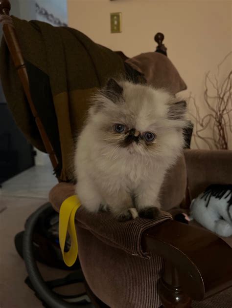 Purebred Himalayan Kittens Cats And Kittens For Rehoming Edmonton