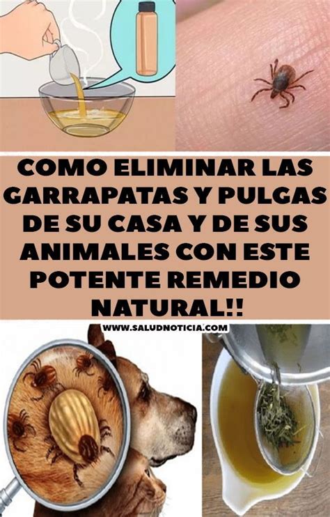 Como Eliminar Pulgas En Casa