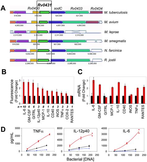 Tn Rv0431 Dysregulates Macrophage Immunity A Mtb Rv0431 Appears In