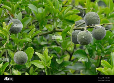 Trifoliate Orange Bitter Orange Hardy Orange Green Fruits Poncirus