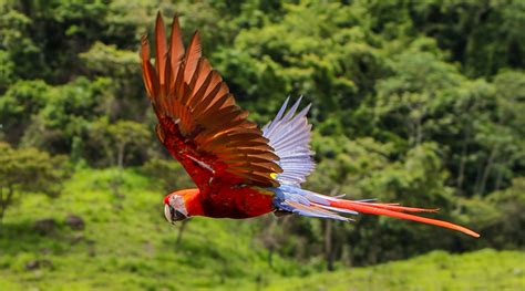 Liberadas Ocho Nuevas Guacamayas En El Parque Arqueológico De Copán Secretaría De Turismo