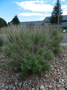 Update on Russian Sage Pruning | Colorado Yard Care