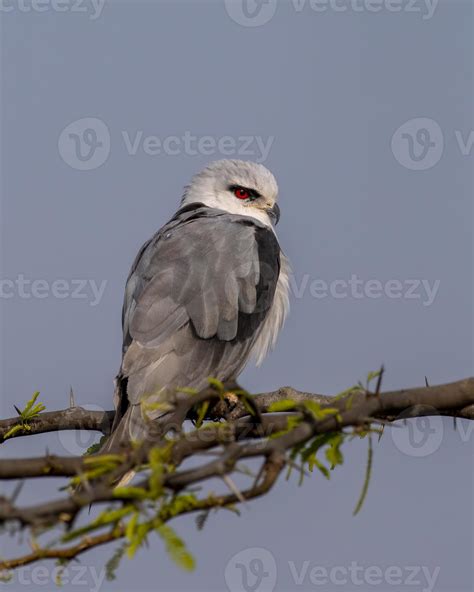 Black Winged Kite Or Elanus Caeruleus Observed Near Nalsarovar In