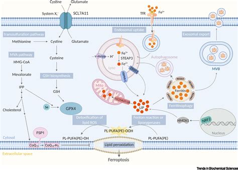 The Lysosome As A Master Regulator Of Iron Metabolism Trends In