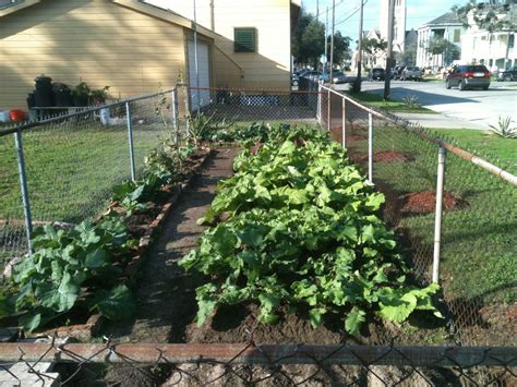 Urban Vegetable Gardening Hawk Haven