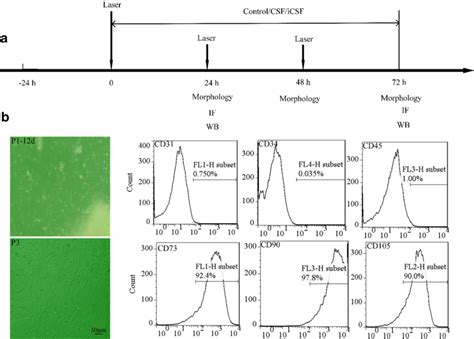 Huc Mscs Detection And Culture A The Route Of Induced Differentiation Download Scientific