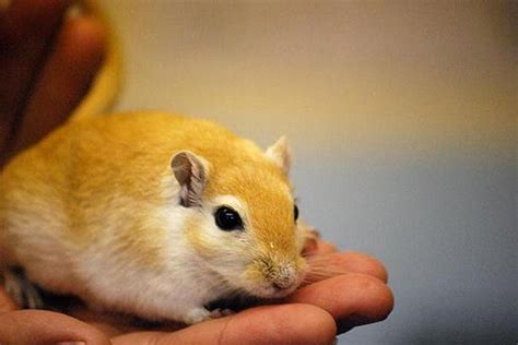 Gerbil Colors – Golden Agouti – Rodent Zone