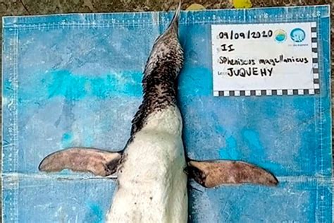 La muerte de un pingüino tras ingerir una mascarilla eleva la