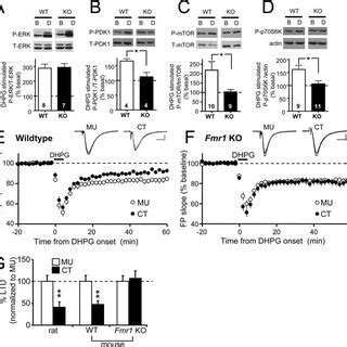 Ad Mglurs Fail To Activate The Pi K Mtor Pathway And Mglur Ltd Is