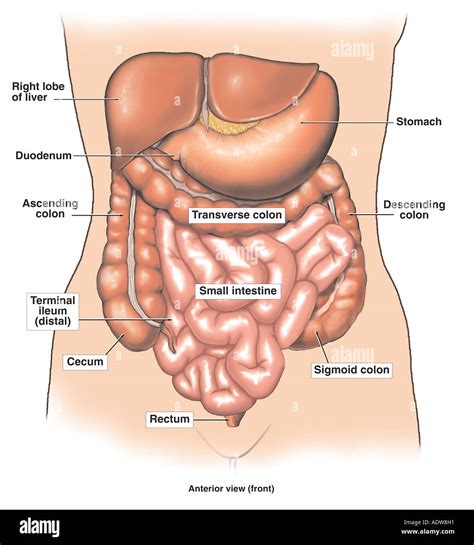 Anatomie Du Gros Et Le Petit Intestin Banque D Images Photo Stock