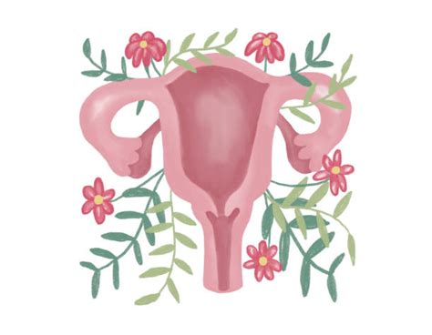 100 Picture Of Cervix Stock Illustrations Royalty Free Vector Graphics And Clip Art Istock