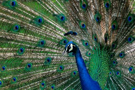 Los Angeles County Mulling Ban On Peacocks ‘its The Most Polarizing