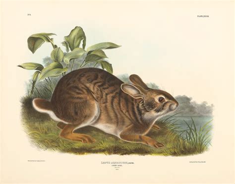 Audubon Bowen Edition Pl Swamp Hare By Oppenheimer Editions