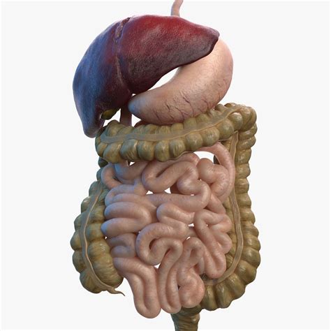 3D Human Stomach Small Intestine TurboSquid 1469290