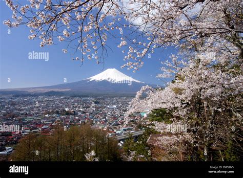 Cherry Blossoms And Mount Fuji Japan Stock Photo Alamy