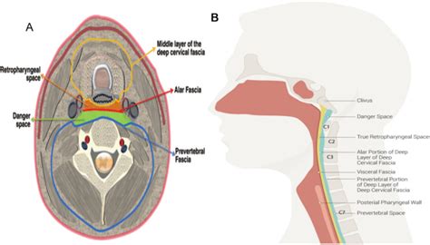 Fascial Planes And Spaces Of The Neck A Picture Of The Axial Cross Download Scientific