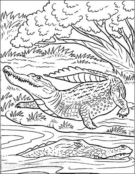 Alligator Coloring Pages