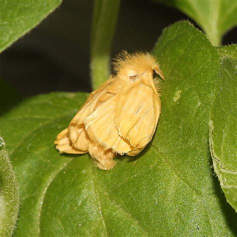 Yellow Tussock Moth Project Noah