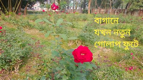 Rose Garden গোলাপ ফুলের বাগান ️🥀 Youtube