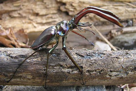 EntomoDaily On Twitter RT Animaritos Ciervo Volante Cantabria