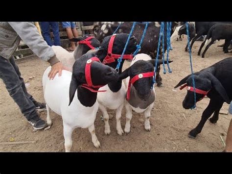 Feira De Ovinos Caprinos E Su Nos De Caruaru Pe Ter A Feira