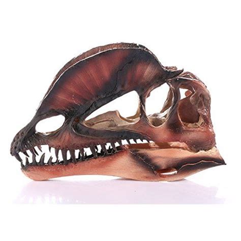 an animal's skull is shown on a white background