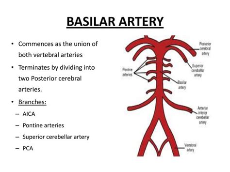 Posterior Circulation Stroke Syndromes Ppt