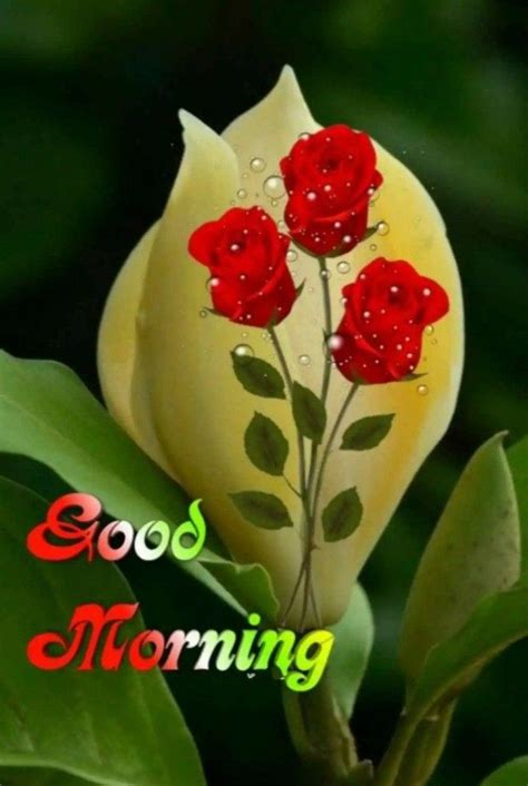 Pin By Ajay Kulkarni On Oct 22 Good Morning Flowers Good Morning