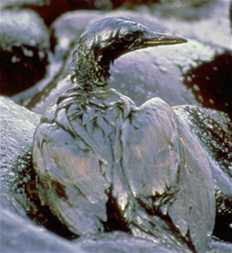 How Toxic Is Oil? | response.restoration.noaa.gov