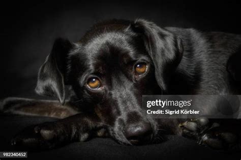 137 Shocked Dog Face Stock Photos, High-Res Pictures, and Images ...