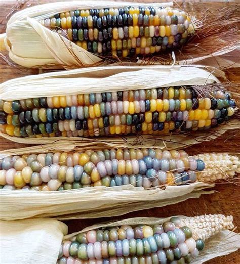 Corn Sweet Anasazi Corn American Heirloom Sweet