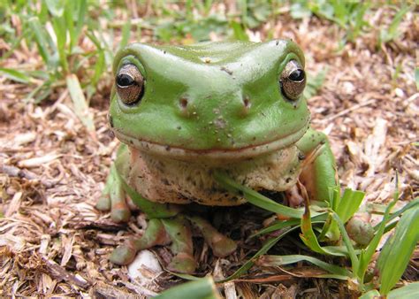 Litoria Caerulea Common Green Tree Frog Common Green Tre Flickr