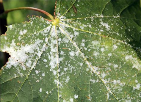 White Fungus On Plants