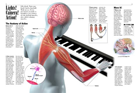 Involuntary Muscles Diagram - Blogger Lagi