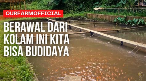 Sukses Budidaya Ikan Nila Berawal Dari Kolam Biasa Our Farm Official