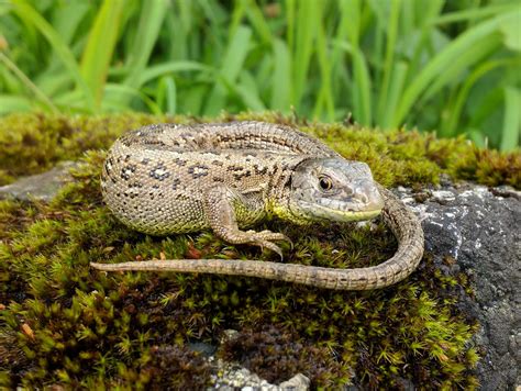 Sand Lizard (Zauneidechse, Lacerta agilis) | Sand lizard, Lizard, Sand