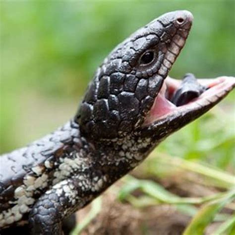 Will reptiles eat other reptiles? - DIY Seattle