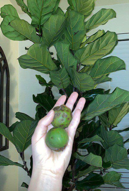 The Complete Guide to Fiddle Leaf Fig Fruit | Plant Resource