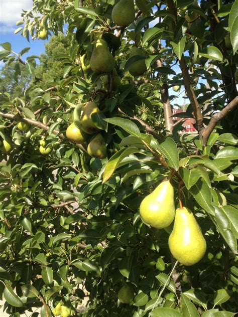 Bartlett Pear – Silver Creek Nursery