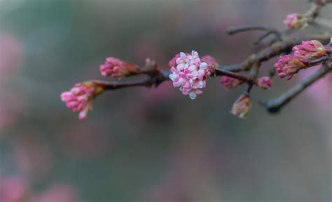 Viburnum X Bodnantense Dawn Arrowwood Chiew Loo Flickr