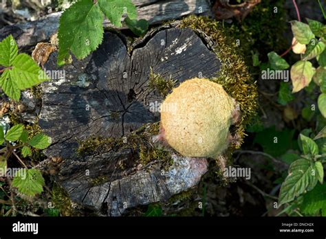 Slime Mold Hi Res Stock Photography And Images Alamy