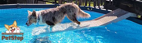 Amazon.com : PetStep Dog Ramp for Pools - (Standard Legs, Khaki/Beige) : Pet Supplies