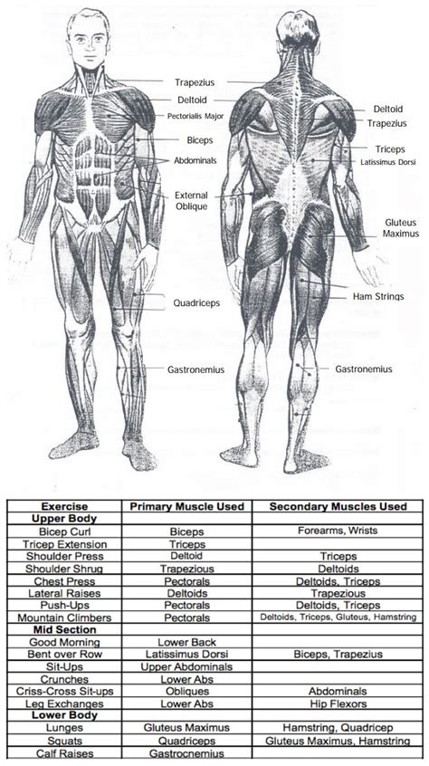 Major Muscle Groups And Exercises A Comprehensive Guide