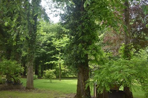 L Arboretum Adeline La Chapelle Montlinard