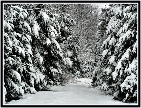 Fondos De Pantalla Paisaje Bosque Monocromo Naturaleza Invierno