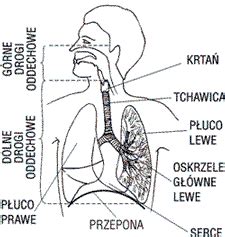 Anatomia Uk Adu Oddechowego Zdrowie I Medycyna