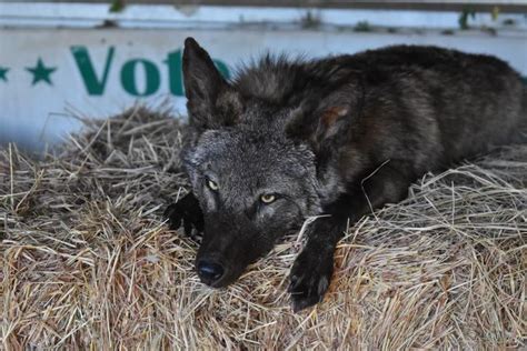 Melanistic Coyote Softmount for Adoption : r/Taxidermy