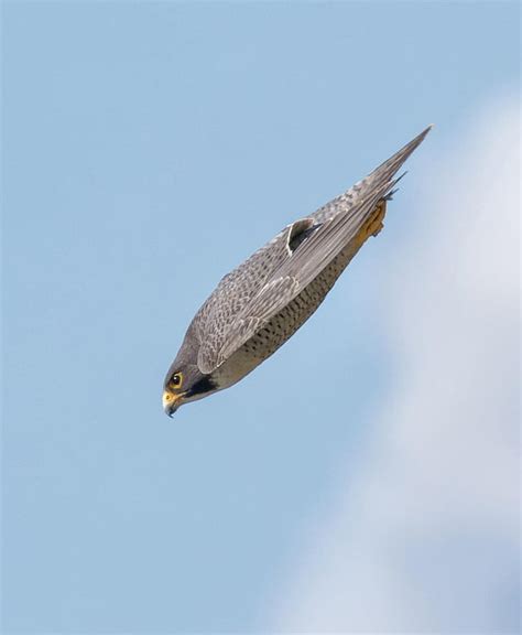 PsBattle: Peregrine falcon diving in the air, side view : r ...