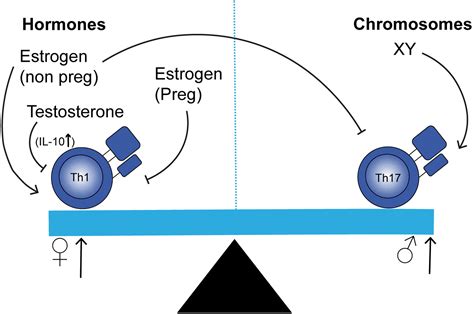 Biological Sex As A Critical Variable In Cd4 Effector T Cell Function