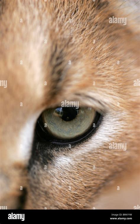 Close Up Caracal Eye Fotografías E Imágenes De Alta Resolución Alamy